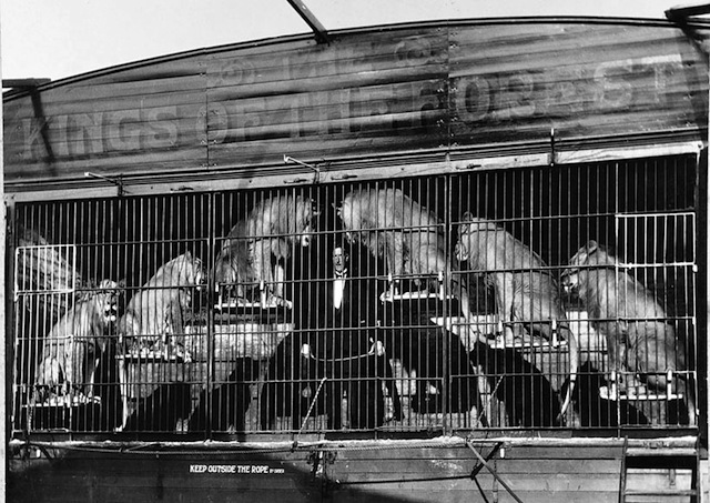 B+W photo Capt Herbert Vincent Clarke and the Pat Collins Lions early 1930s. tamer in middle with 6 lions on steps behind bars