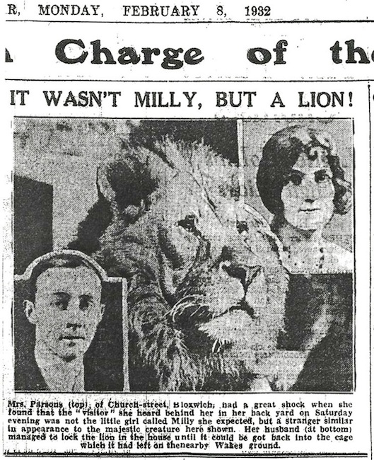 web-915x744-The Bloxwich Lion which escaped into Church St  Express  & Star 8 Feb 1932